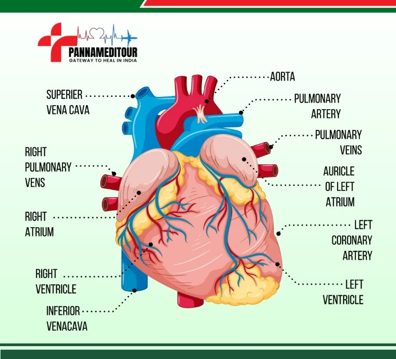 Cardiology and Its Role in Healthcare